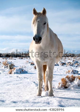Arabian horse standing in pasture after night\'s dusting of snow.