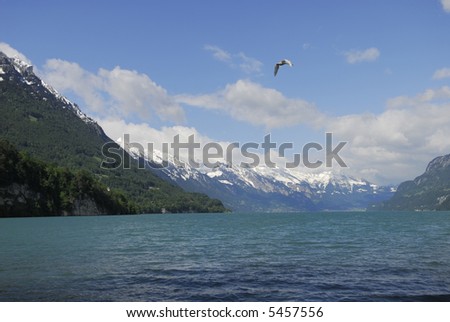 A flying swan over Brenzersee lake in Swiss Alps