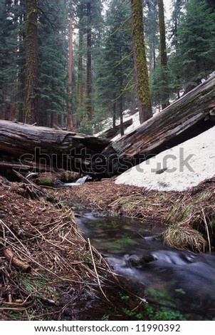 Forest stream in Sequoia National Park, California