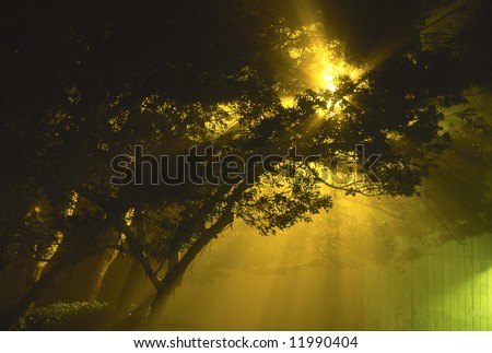 Street light radiating through trees on a foggy night in San Diego