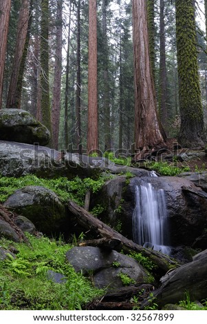 Forest stream in Sequoia National Park in California