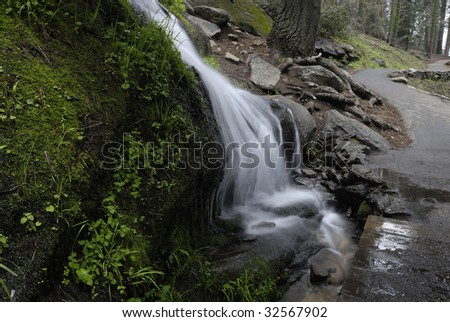 Forest stream next to a hiking trail in Sequoia National Park in California