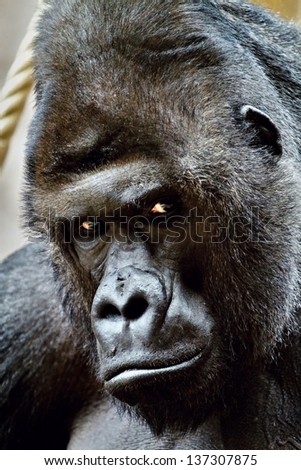 angry silverback gorilla face