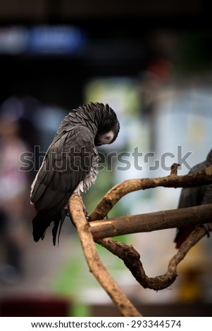 African gray parrot bird.