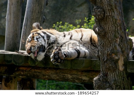 photo of the tiger on the wooden desk
