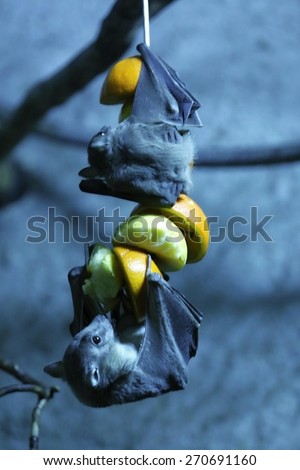 egyptian fruit bat hanging down and eating fruit