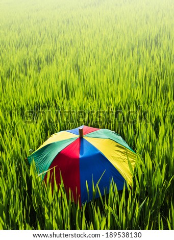 Colorful umbrella on the green grass.