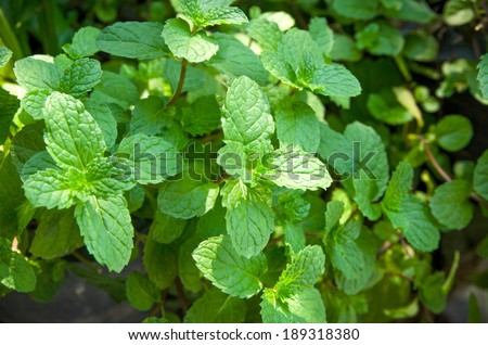 closup growing mint fresh herb