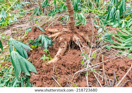 Close up cassava in farm with ground