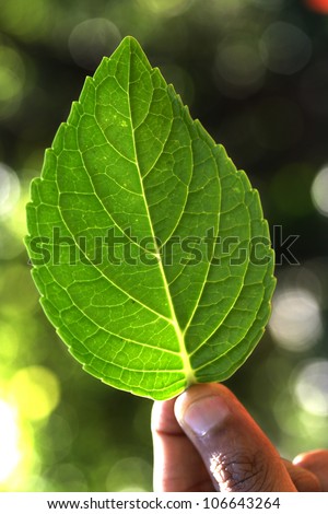 Green leaf in hand against green background