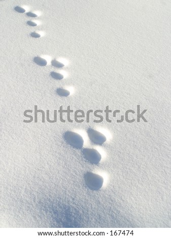 rabbit footprints in the snow