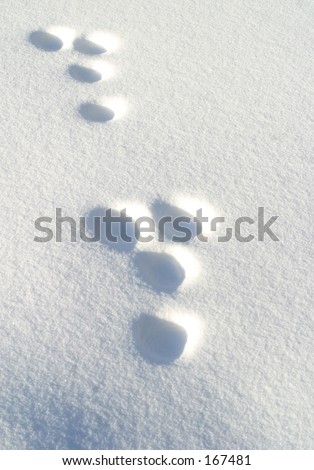 rabbit footprints in the snow