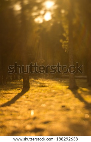 forest trees in the sun