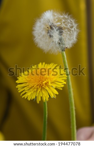 two dandelion - yellow and white fluffy on yellow background
