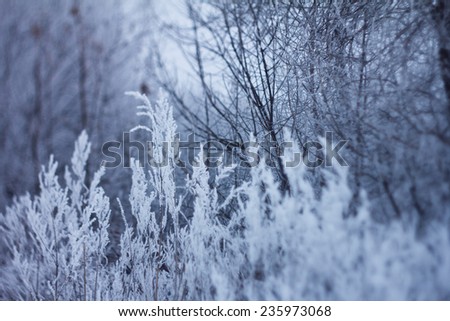 gentle snowy winter frozen plants closeup background