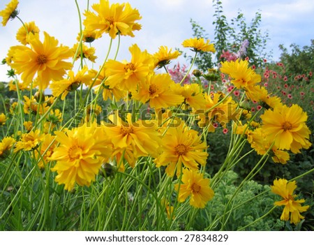 Beautiful yellow sunny flowers (Coreopsis grandiflora)