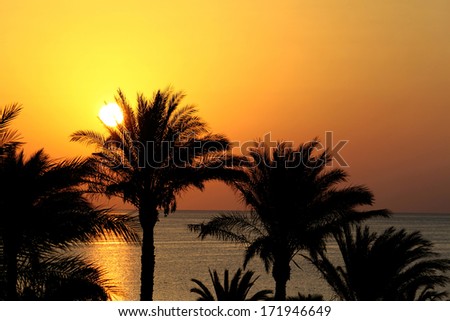 Rising sun and silhouettes of palm trees, Red sea, Egypt