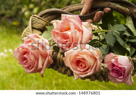 Fresh cut roses in a basket