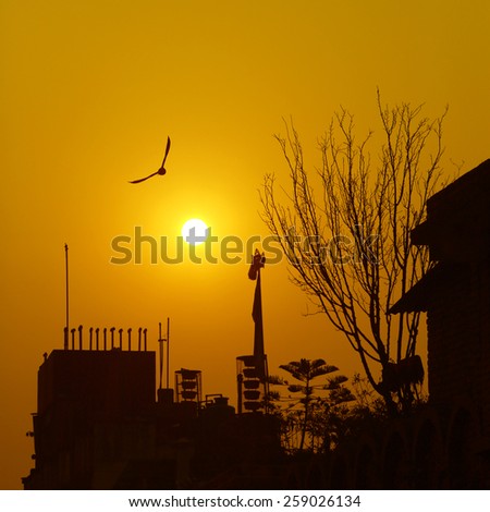 orange sunrise with a flying bird silhouette
