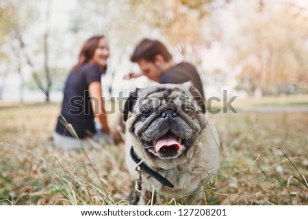 Pug-dog walk in the park and look to camera