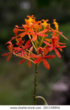 red and orange color mixed flower. nature photography