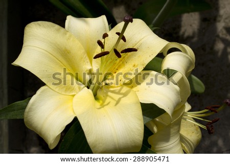 Oriental Asiatic Lily Flowers