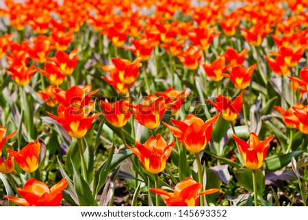 Red tulips in sunshine.