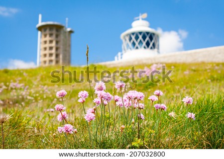 Flowers with lighthouse and blue sky in background