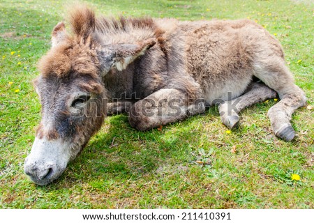 Donkey lying on grass.