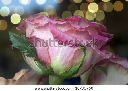 rose in shop window