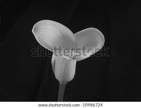 calla lily in black and white