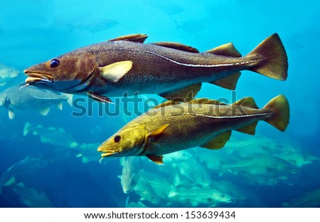 Cod Fishes Floating In Aquarium, Alesund, Norway.