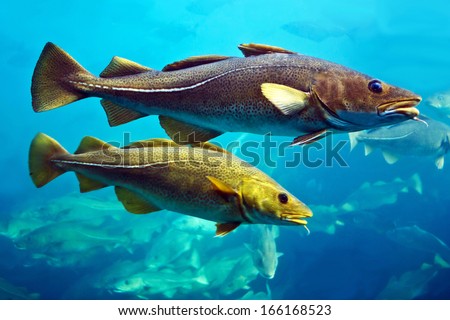 Cod Fishes In Aquarium, Alesund, Norway.