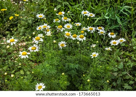 Chamomile flowers green background. Medicinal agent