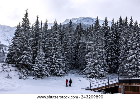 Fir-trees forest and tourists in winter resort Jasna, Tatras, Slovakia.