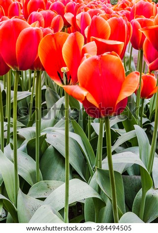 scarlet tulips in park Keukenhof flower garden, Holland, Netherlands