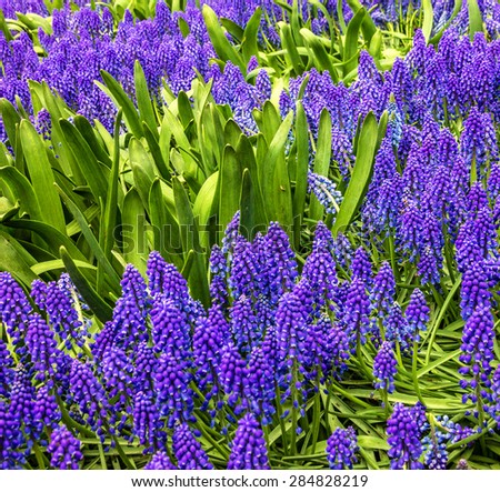 Hyacinth flowers, flower garden, park Keukenhof, Holland