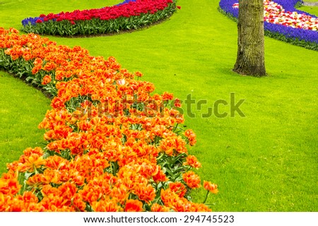 tulips park Keukenhof, spring Holland, flower garden, Netherlands