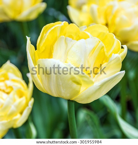 yellow tulip close up in flower garden, Kukenhof, Holland
