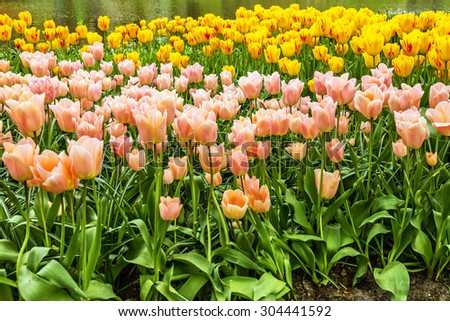 Pink and yellow tulips field, flower garden, Kukenhof, Holland
