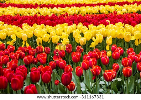 Tulip field, red and yellow, Keukenhof flower garden, Netherlands, Holland