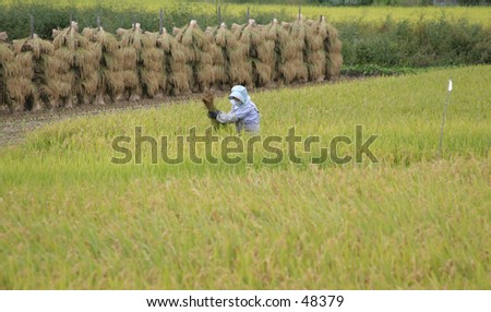 Woman in rice field near Yonezawa, Japan.