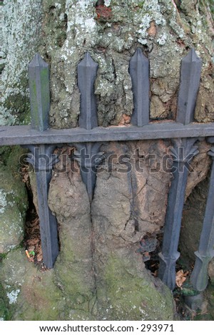 Iron Fence Embedded in Old Oak Tree on University of Georgia Campus in Athens, Georgia