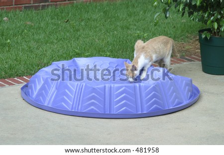 Thirsty Kitty Drinking from Purple Kiddie Pool