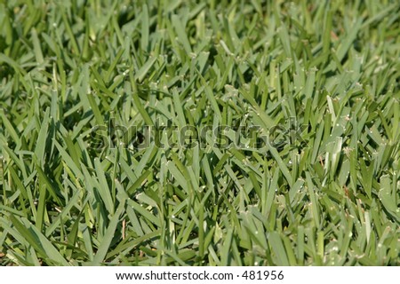 Zorro zoysia greenville sc | ~picture of zoysia grass san diego~ 2011
