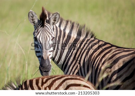 Beautiful striped zebra in a grass field in South Africa