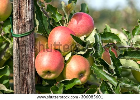 Closeup of four apples on a branch