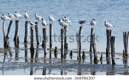 a swarm of sea gulls is sitting on a multiple wooden polls stucked into a salt water pond used for salt extraction in bulgarian city Pomorie