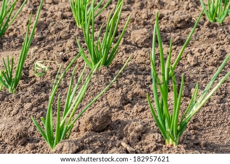 Spring bed with  spring onions