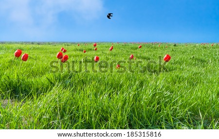 Green field with flowering red tulips against the blue of the sky with a flying black raven